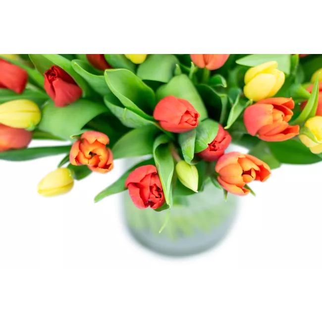 Kytice tulipánů